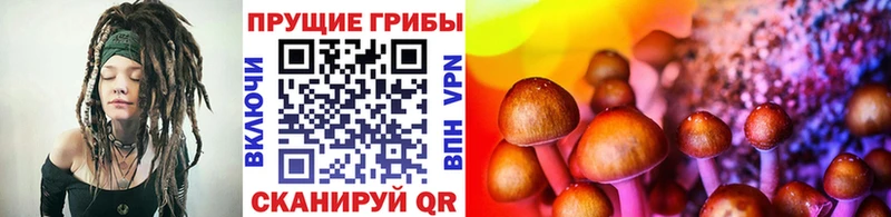 Купить где  Сасово  Галлюциногенные грибы Cubensis 